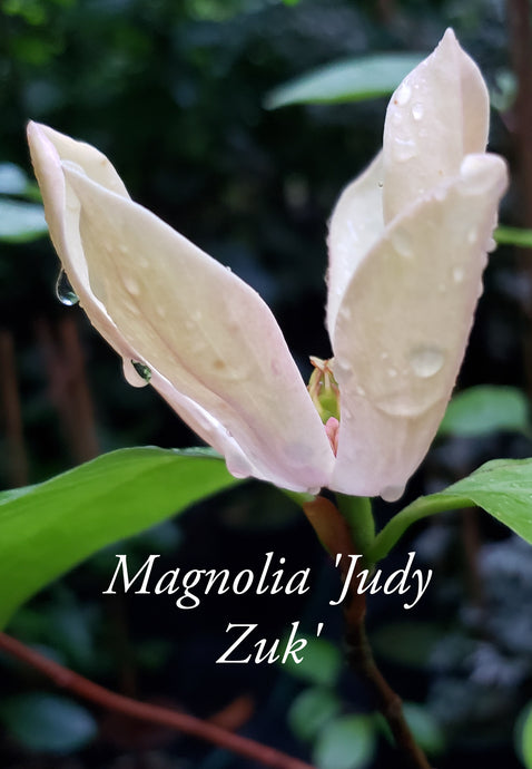 Magnolia 'Judy Zuk'