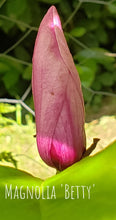 Magnolia 'Betty'