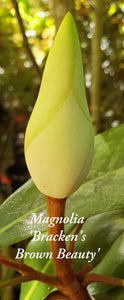 Magnolia 'Bracken's Brown Beauty'