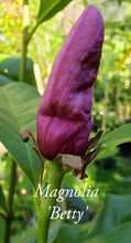 Magnolia 'Betty'