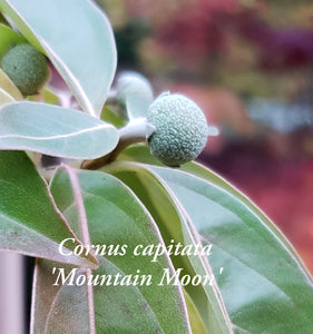 Cornus 'Mountain Moon' Evergreen Dogwood
