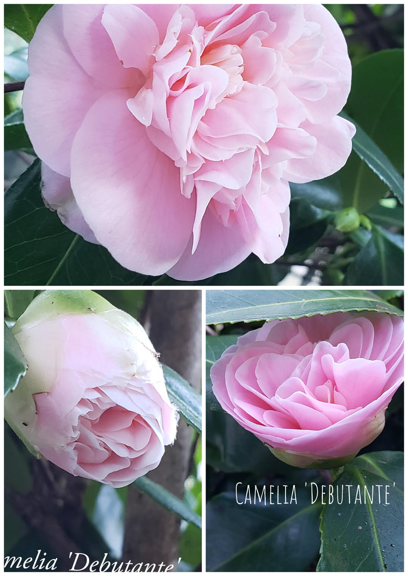 ALEXANDRE ポニー/ CAMELIA PASTEL Camellia x 'Spring Awakening' - Kiefer Nursery: Trees, Shrubs
