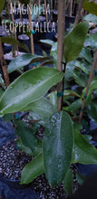 Magnolia 'Coppertallica