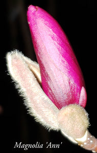 Magnolia 'Ann'