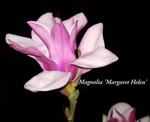 Magnolia 'Margaret Helen'