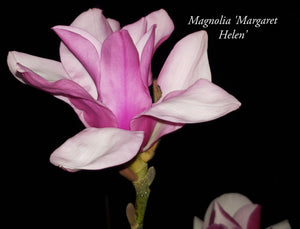 Magnolia 'Margaret Helen'