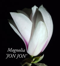 Magnolia 'Jon Jon'