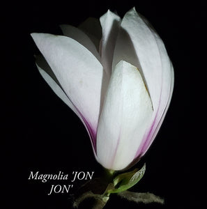 Magnolia 'Jon Jon'