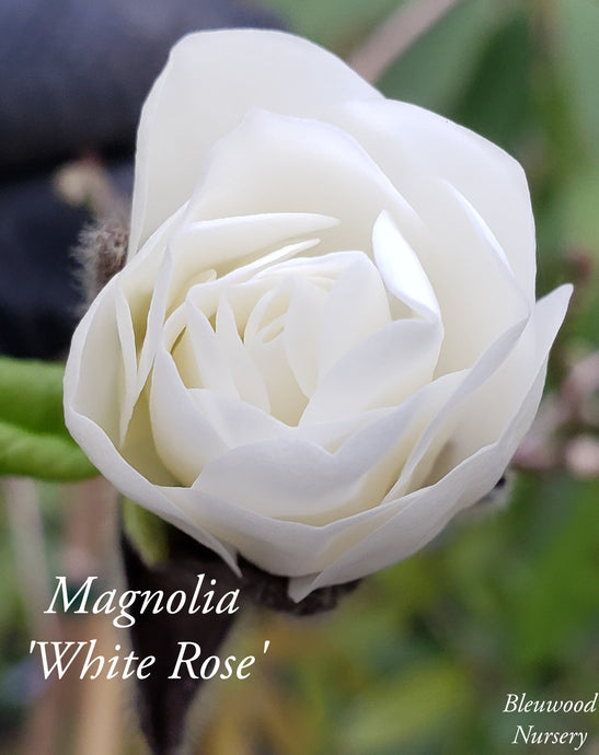 Magnolia 'White Rose'