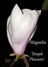 Magnolia 'Simple Pleasures'