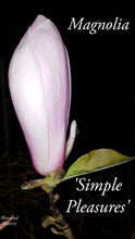 Magnolia 'Simple Pleasures'