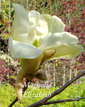 Magnolia 'Elizabeth'