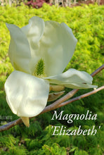 Magnolia 'Elizabeth'