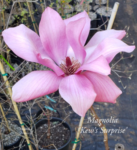 Magnolia 'Kew's Surprise'