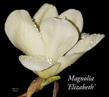 Magnolia 'Elizabeth'