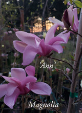 Magnolia 'Ann'