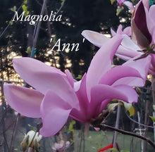 Magnolia 'Ann'