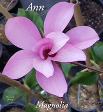 Magnolia 'Ann'