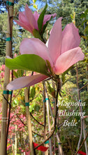 Magnolia 'Blushing Belle'