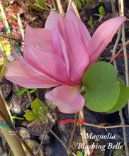 Magnolia 'Blushing Belle'