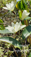 Magnolia 'Inspiration' Evergreen Magnolias