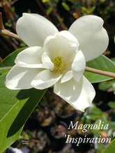 Magnolia 'Inspiration' Evergreen Magnolias