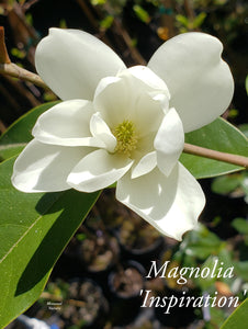 Magnolia 'Inspiration' Evergreen Magnolias