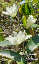 Magnolia 'Inspiration' Evergreen Magnolias