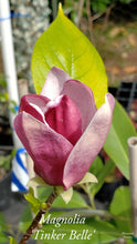 Magnolia 'Tinker Belle'
