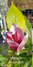 Magnolia 'Tinker Belle'