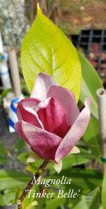Magnolia 'Tinker Belle'