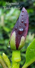 Magnolia 'Tinker Belle'