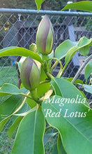 Magnolia 'Red Lotus'