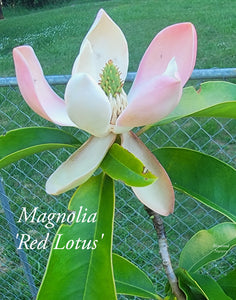 Magnolia 'Red Lotus'