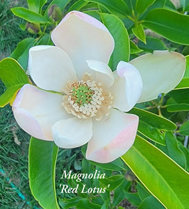 Magnolia 'Red Lotus'