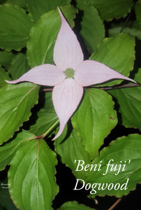 Cornus 'Beni fuji' Dogwood