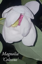 Magnolia Sieboldii 'Colossus'