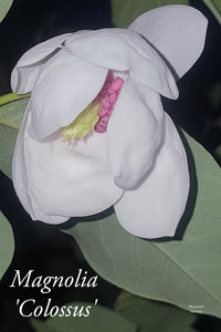 Magnolia Sieboldii 'Colossus'
