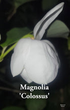 Magnolia Sieboldii 'Colossus'