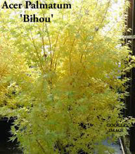 Acer Palmatum 'Bihou' Japanese Maple