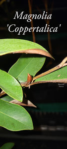 Magnolia 'Coppertallica