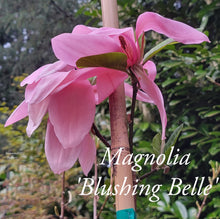Magnolia 'Blushing Belle'