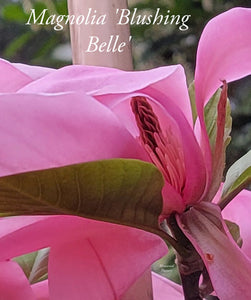 Magnolia 'Blushing Belle'