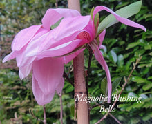 Magnolia 'Blushing Belle'