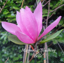 Magnolia 'Blushing Belle'