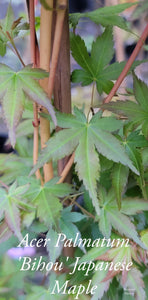 Acer Palmatum 'Bihou' Japanese Maple