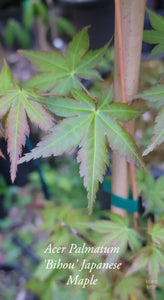 Acer Palmatum 'Bihou' Japanese Maple