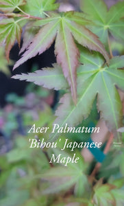 Acer Palmatum 'Bihou' Japanese Maple