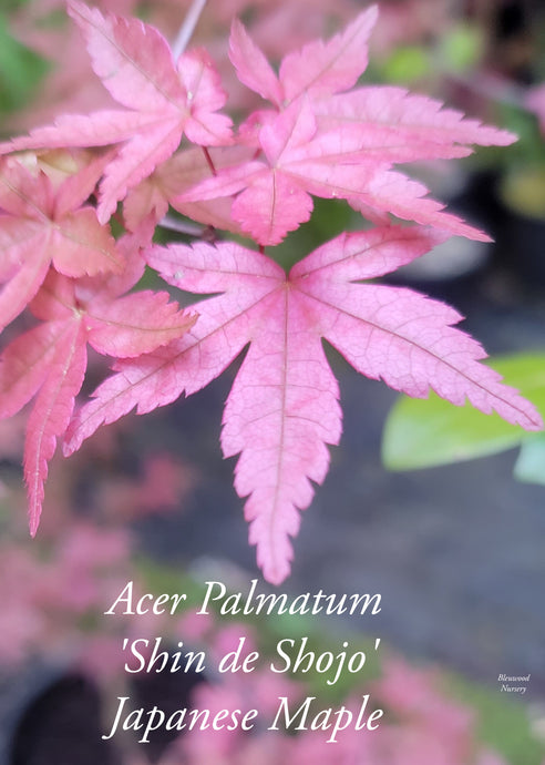 Acer Palmatum 'Shin de Shojo' Japanese Maples