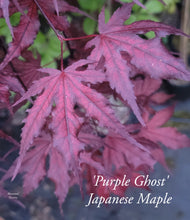 Acer Palmatum 'Purple Ghost'  Japanese Maples